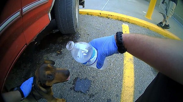 Полицейские дали ему воды и через несколько минут щенок ожил. 