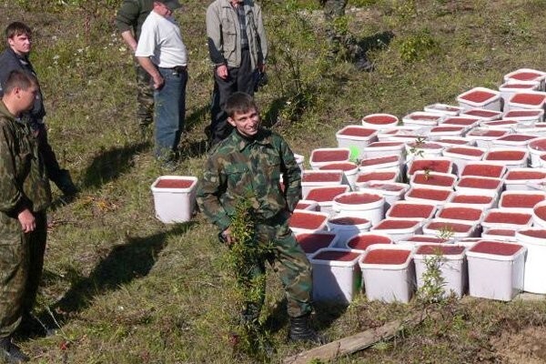 Четыре тонны красной икры