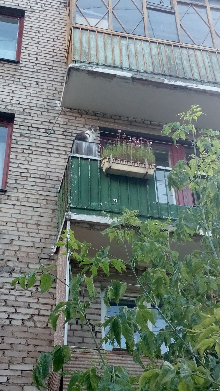 по дороге с работы сфотографировала как кот в соседнем дворе "гуляет"