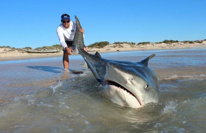 Австралийские рыбаки порыбачили на акул 