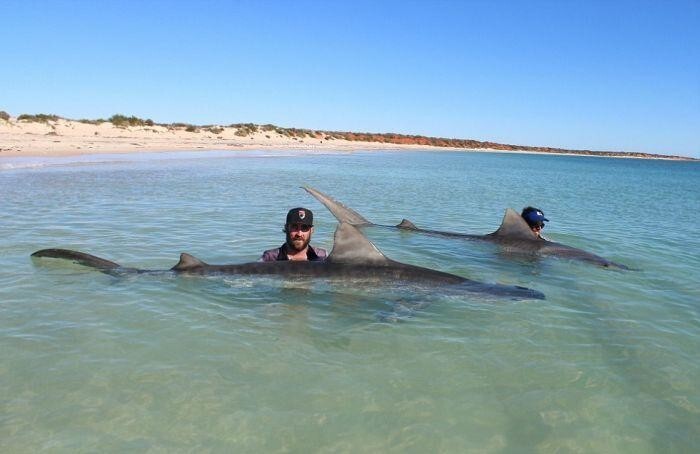 Австралийские рыбаки порыбачили на акул 