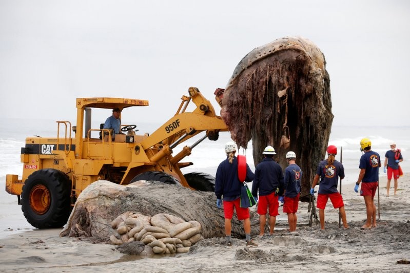 Тушу мертвого кита прибило к берегу