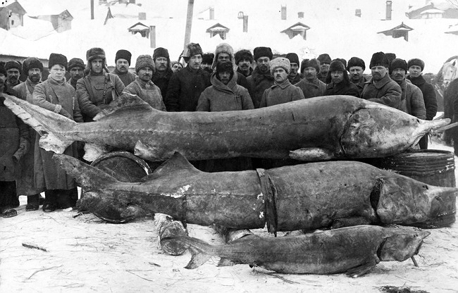 Рыбаки с уловом из Волги, 1924 г.
