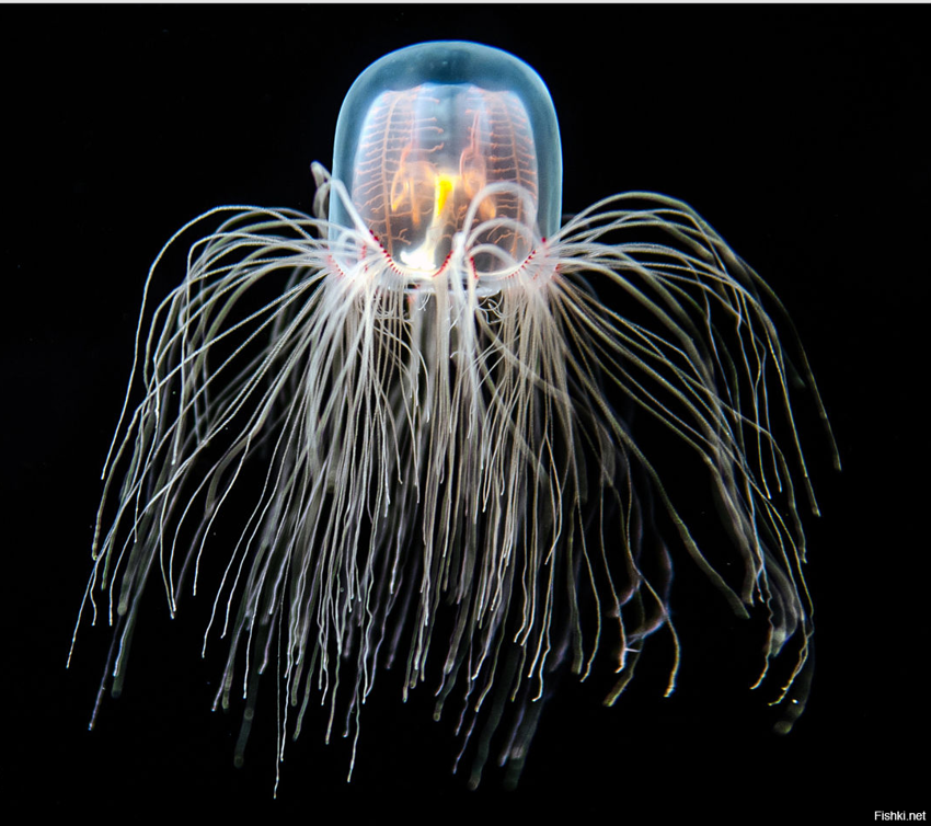 Бессмертная медуза Turritopsis Nutricula – единственное бессмертное существо ...
