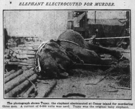9. Томас Эдисон убил слона, чтобы опорочить переменный ток Теслы