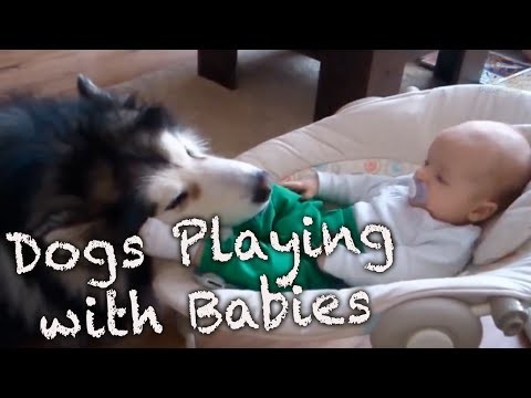 Дети и собаки-няньки – невероятно милое и доброе видео 
