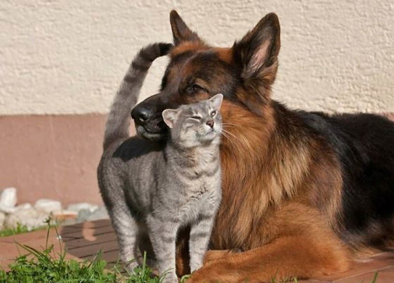 Кошки VS Собак