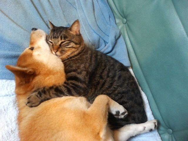 Кошки VS Собак