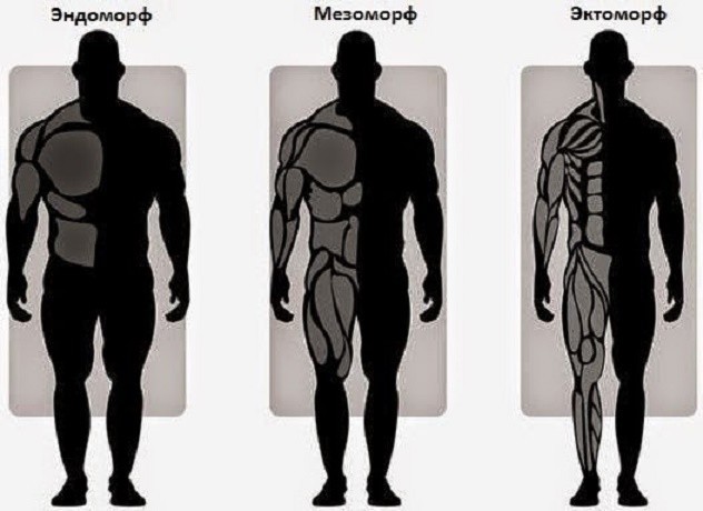 Программы тренировок для каждого типа телосложения