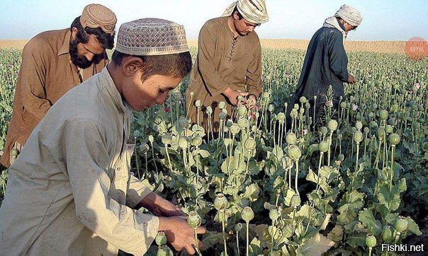 Афганский мальчик помогает родителям на огороде