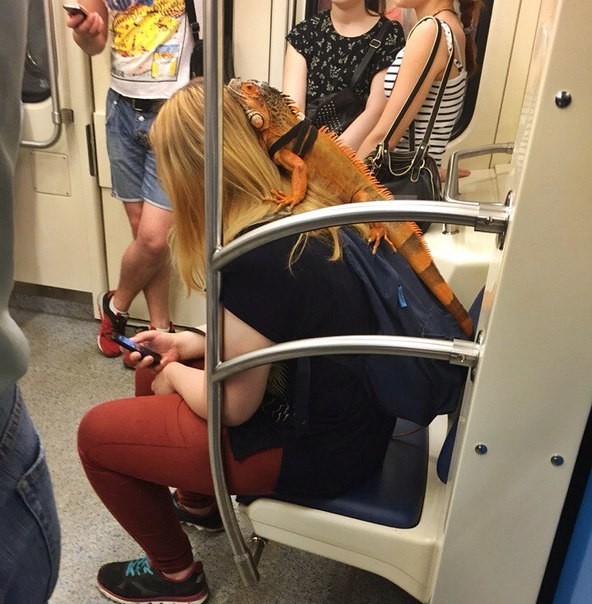 Ящерицы, конечно, не самые экзотические питомцы, но вот ездить с ними в метро — такое не каждый день увидишь.