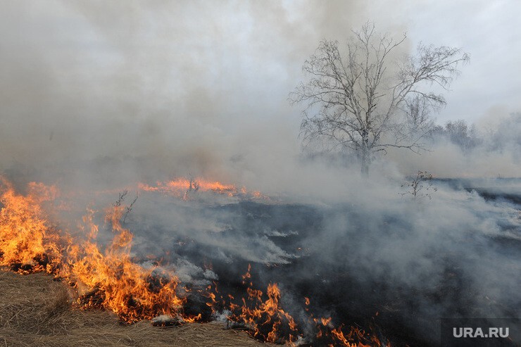 Лесные пожары в Сибири и на Ямале