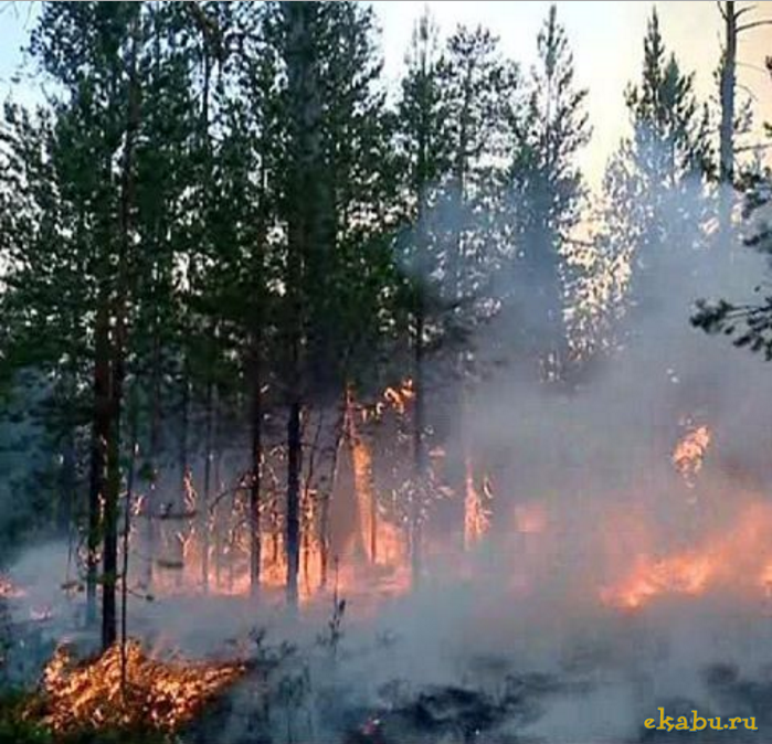 Лесные пожары в Сибири и на Ямале