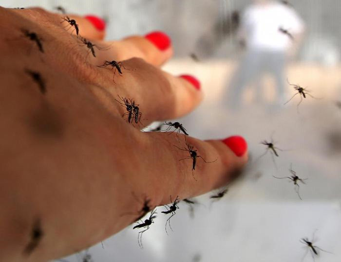 Почему некоторые люди притягивают к себе комаров?