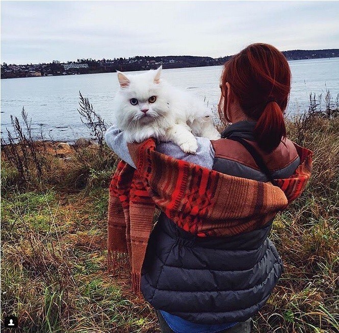 В поход с котом? Легко! 