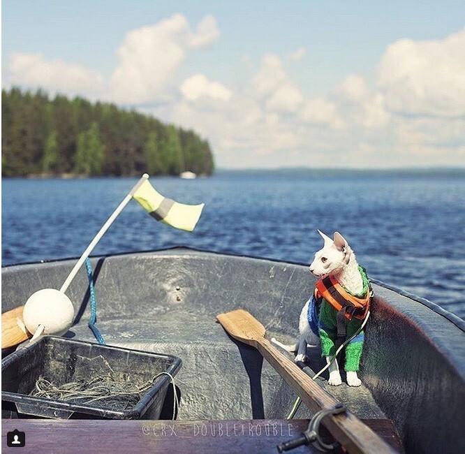 В поход с котом? Легко! 