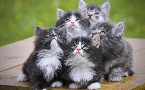 Кошки, котики, коты, кошечки