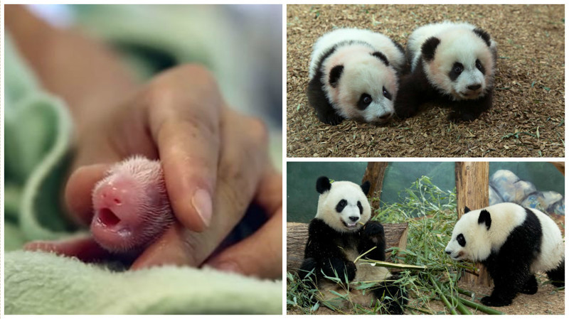 Беременная панда сделала зоопарку неожиданный подарок