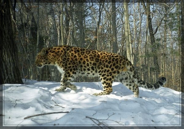 Мир природы Хабаровского края (Фауна) Дальневосточный леопард