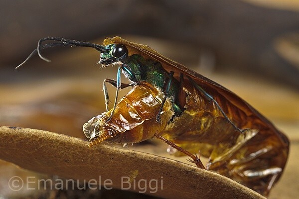 Изумрудные тараканьи осы (Ampulex Compressa)
