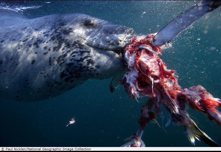 Морской леопард - опасный и ужасный