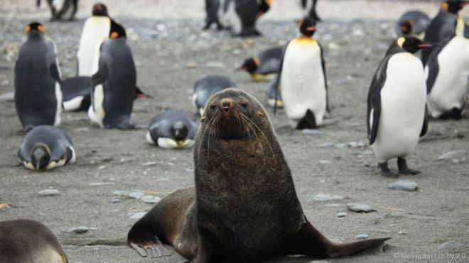 Почему морские котики насилуют пингвинов?