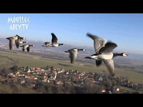 Incredible video camera flying with the birds in the sky 