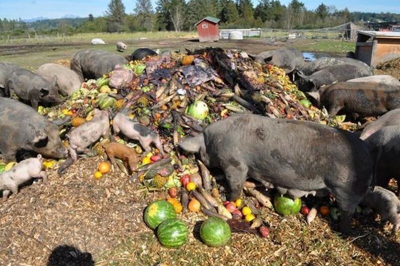 20. Чтобы скормить отбросы свиньям в штате Аризона, необходимо получить специальное разрешение. 