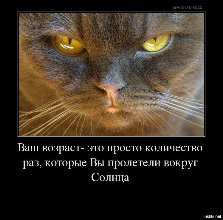 кот