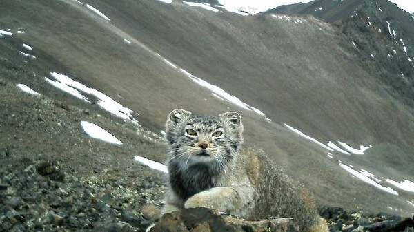 Кот манул с Горного Алтая