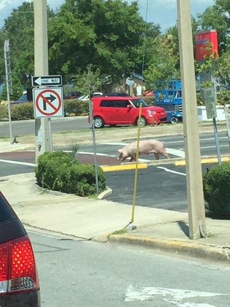 Просто свинья разгуливает по дороге 