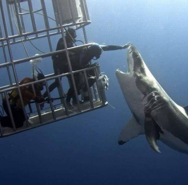 Почему бы не погладить акулу? 
