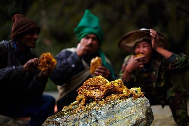 Сбор дикого мёда в Непале
