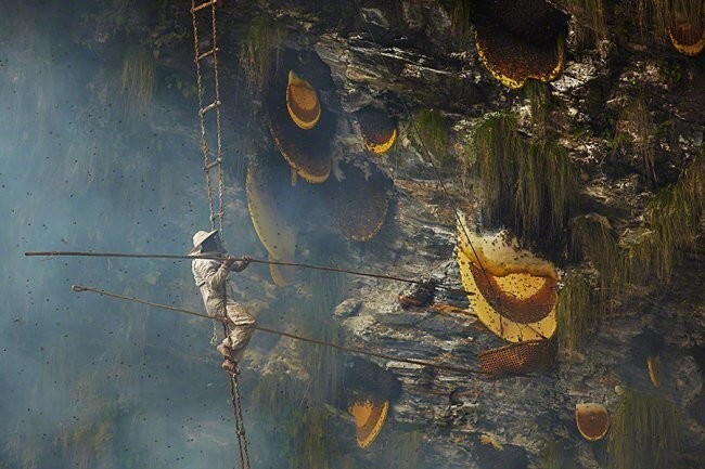 Сбор дикого мёда в Непале
