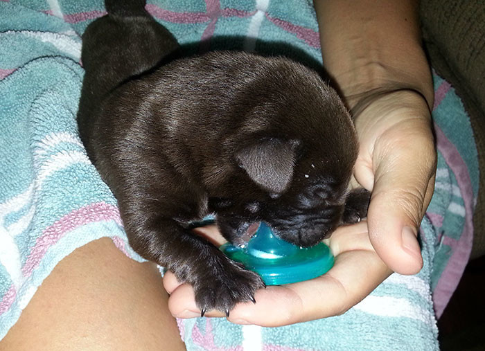 Шоколадный щенок родился с «волчьей пастью», но ветеринар спасла его от усыпления