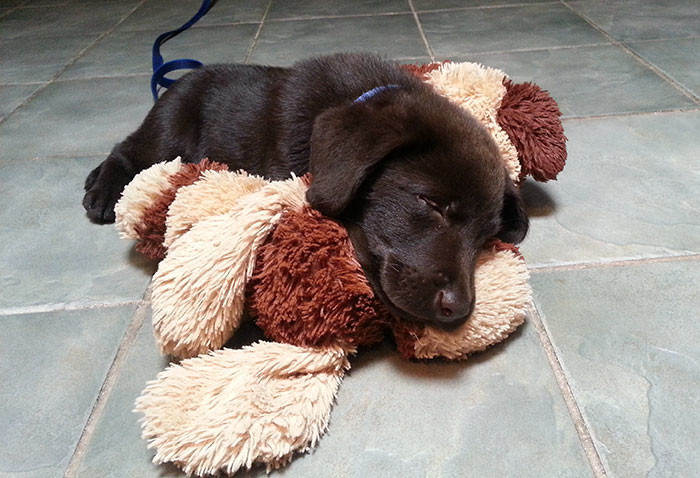 Шоколадный щенок родился с «волчьей пастью», но ветеринар спасла его от усыпления