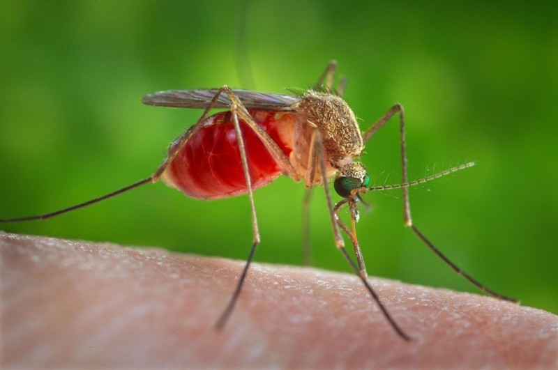 Как и зачем комар пьет кровь?