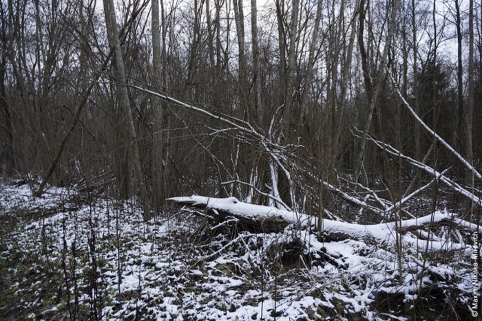 Постъядерный лес, бывший еще 25 лет назад секретной полосой отчуждения. 