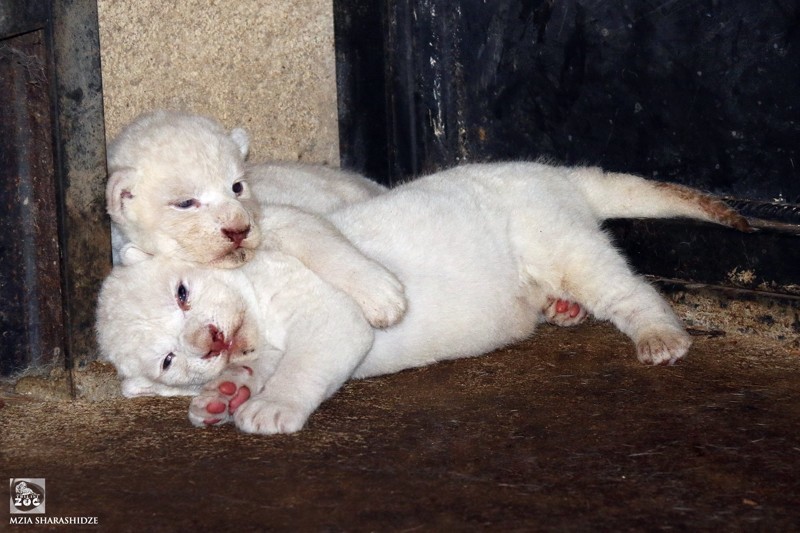 В зоопарке Тбилиси львица Клеопатра родила троих белоснежных львят