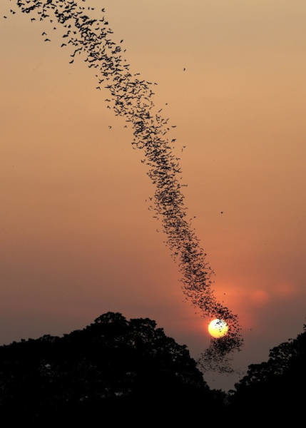 Миграция птиц 