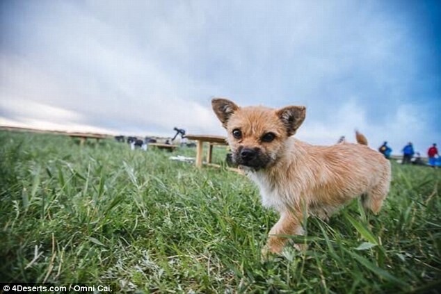 Шотландский бегун собирает средства на вывоз из Китая бездомной собаки