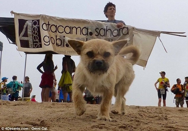 Шотландский бегун собирает средства на вывоз из Китая бездомной собаки