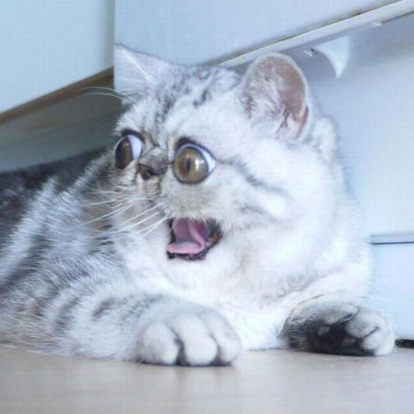 Кот с невероятными глазами 