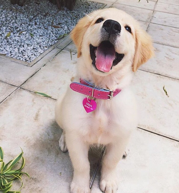 Так выглядит настоящее собачье счастье!