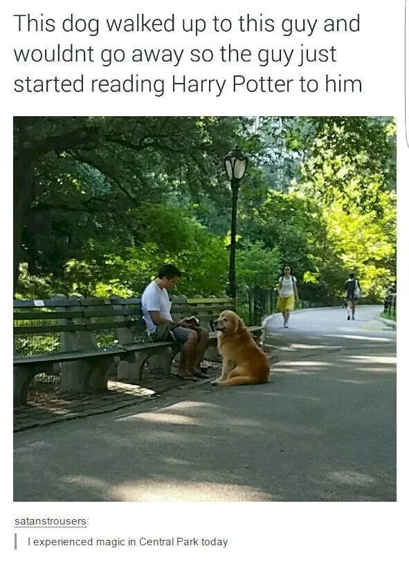 10. Пес подошел к этому парню и никуда не уходил, тогда тот начал читать ему "Гарри Поттера"