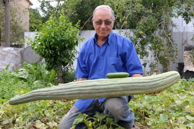 Овощи гиганты-рекордсмены