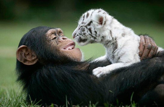 Дружба животных: шимпанзе и белые тигры  