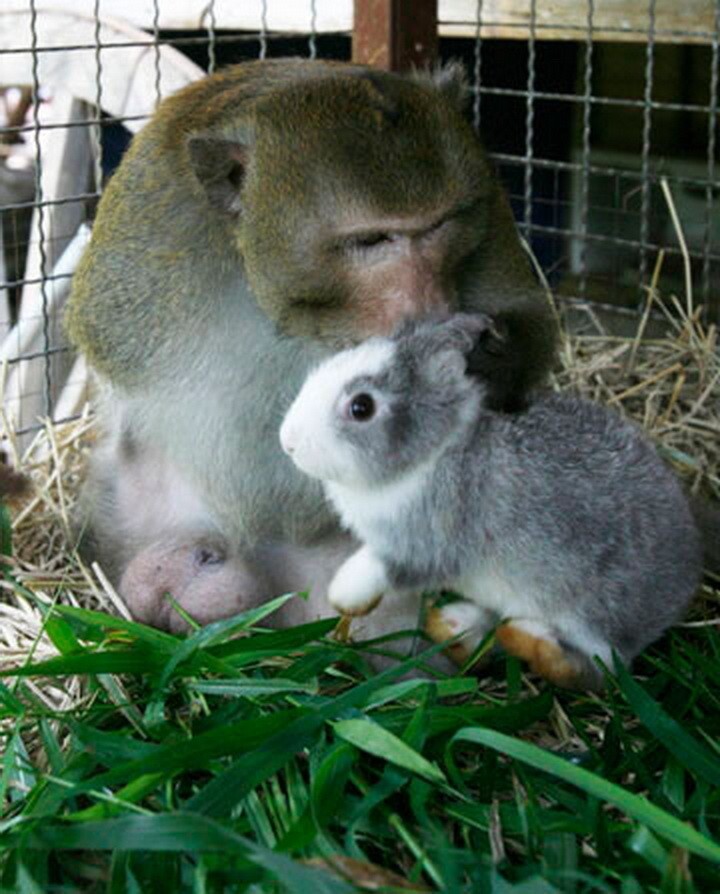 Дружба животных: макака и кролик   