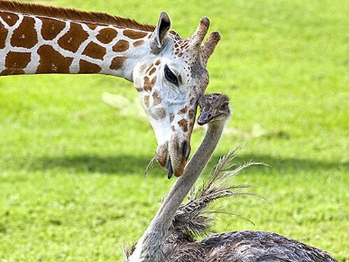 Дружба животных: жираф и страус  
