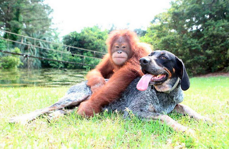  Дружба животных: орангутанг и собака  